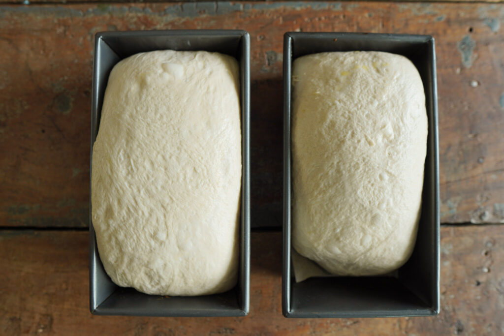 Two uncooked loaves of sourdough sandwich bread rising in bread pans on a wooden table top